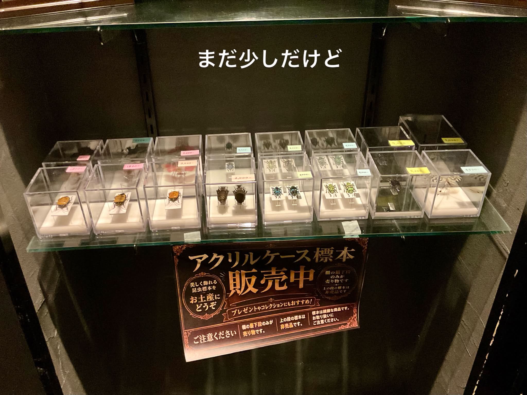 ゴーリーオバケクロツヤムシ Proculus goryi グアテマラに産する