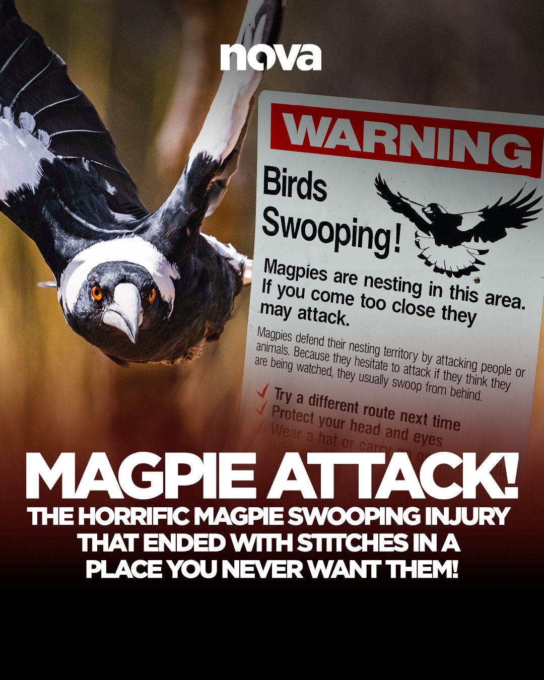 Fitzy - It's Swoopin' Season! 🦅 This one is HORRIFYING! Details here ...