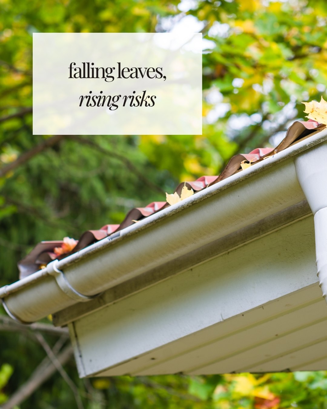 Photo inspiration: Fresh Look at Ragsdale Fall Colors Are Beautiful Until They Clog Your Gutters