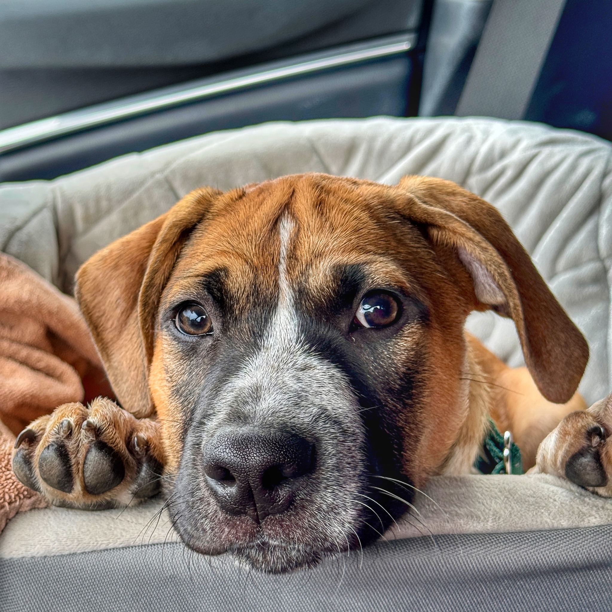 Homeward Trails Animal... - Homeward Trails Animal Rescue