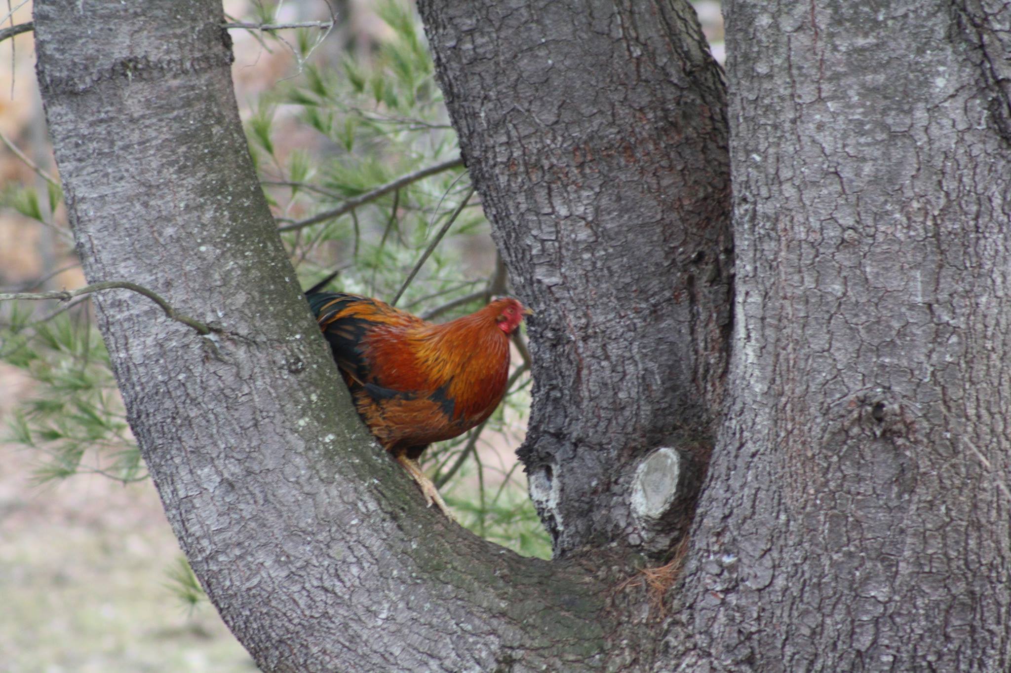 A roo getting back to his roots... - For the Love of Roosters