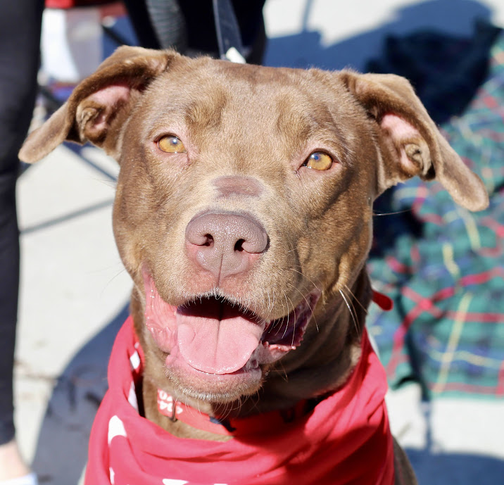 Atlanta Lab Rescue updated their... - Atlanta Lab Rescue