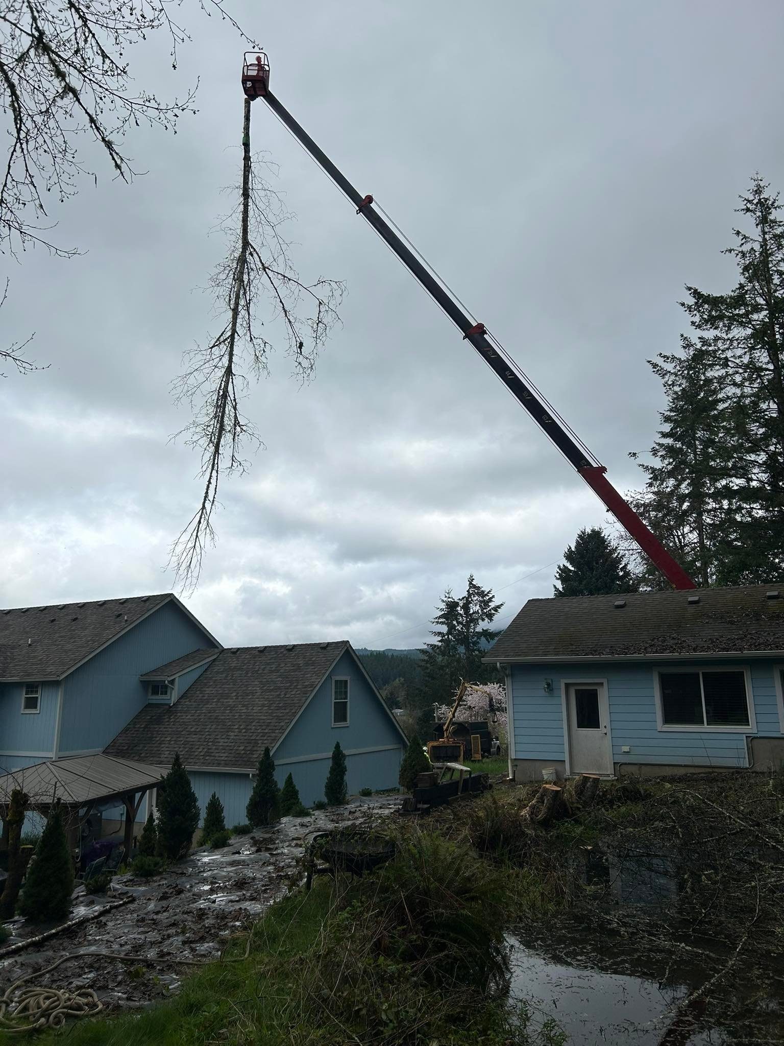 Rose Tree Service & Vegetation Management, LLC | Springfield OR