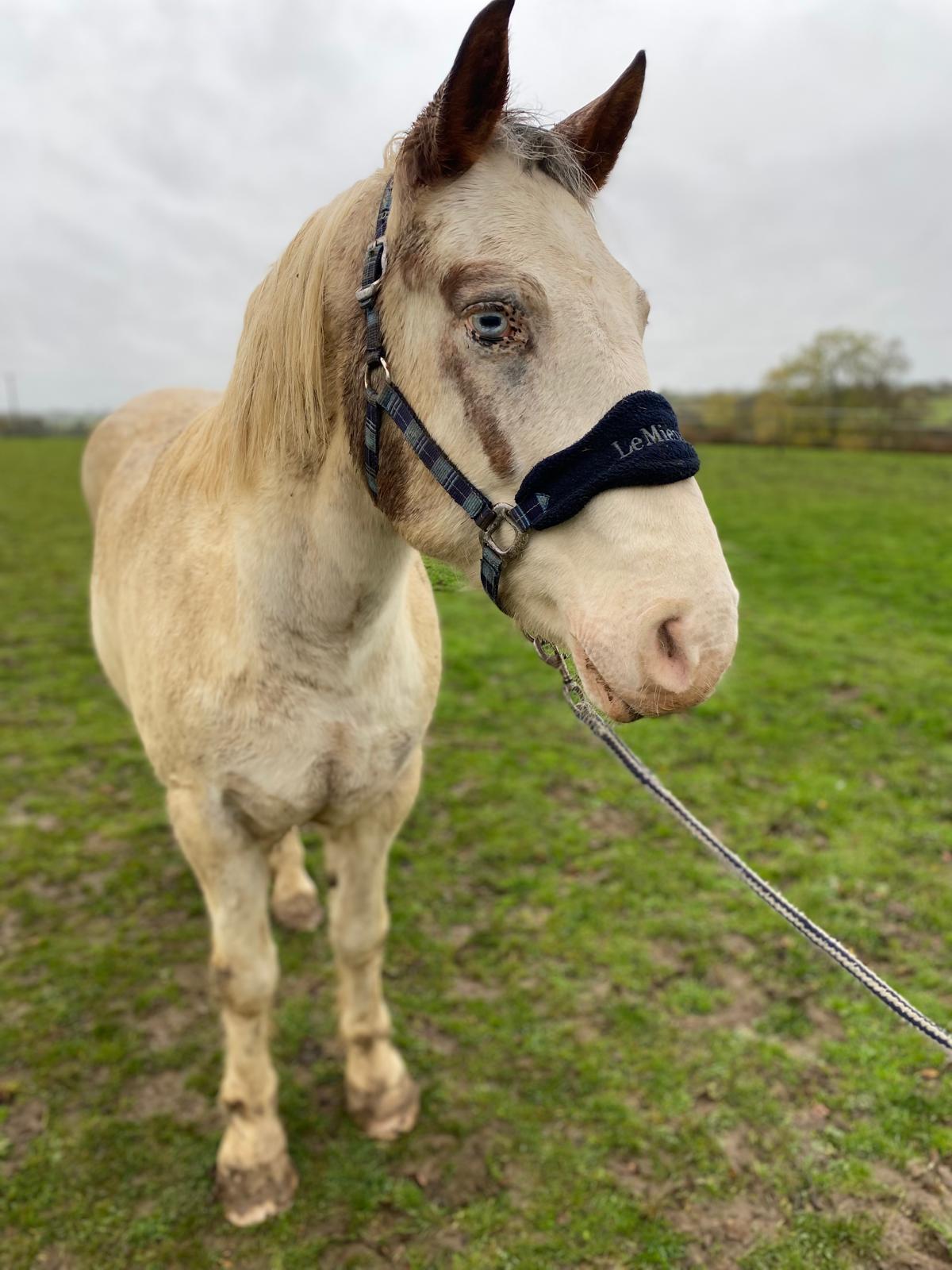 🐴 Mickey Blue Eyes 💙 13yo | 14.2hh | Cob X | Gelding 💚 About