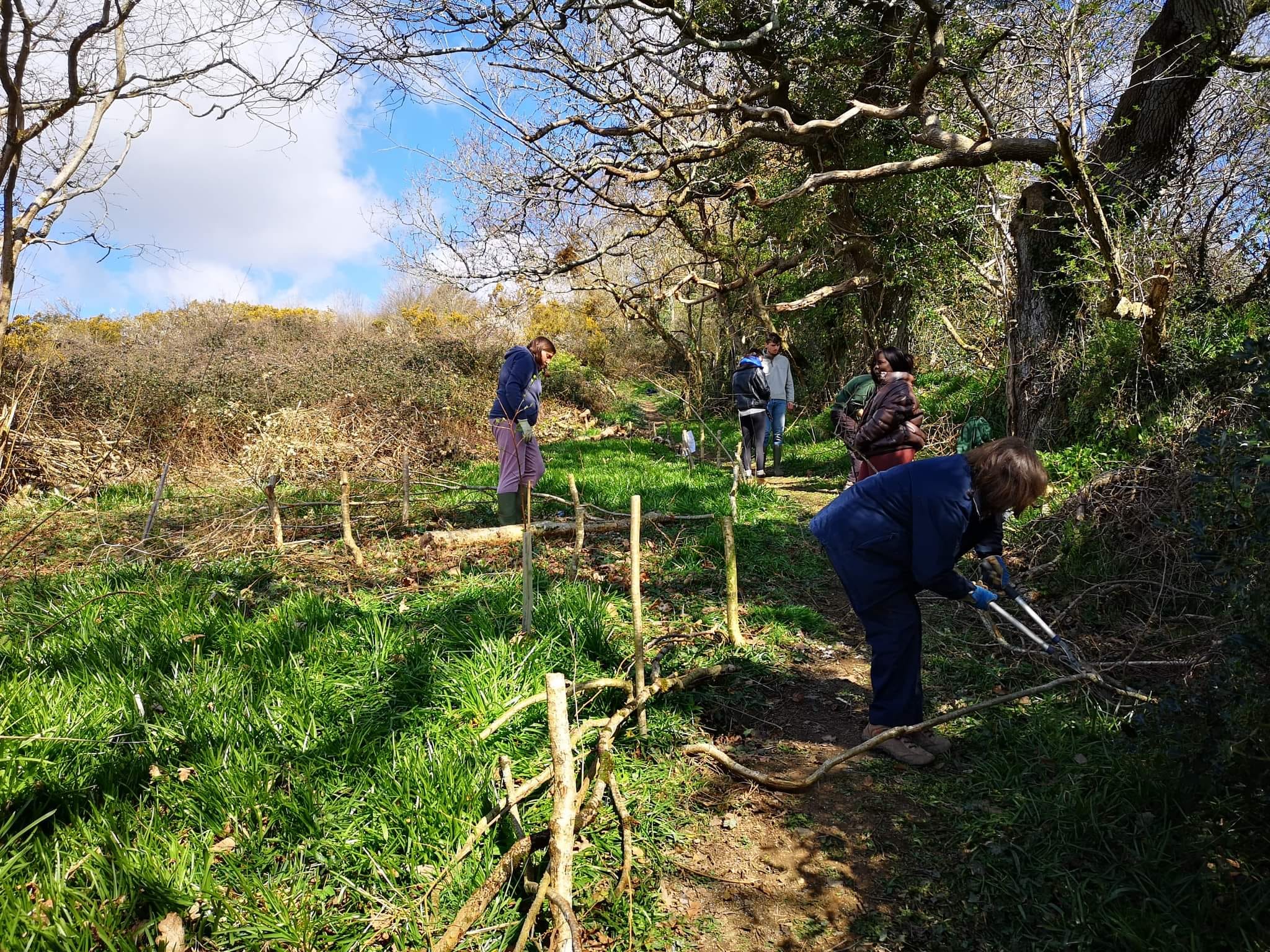 The bluebell corner of the... - Truro's Countryside Rangers