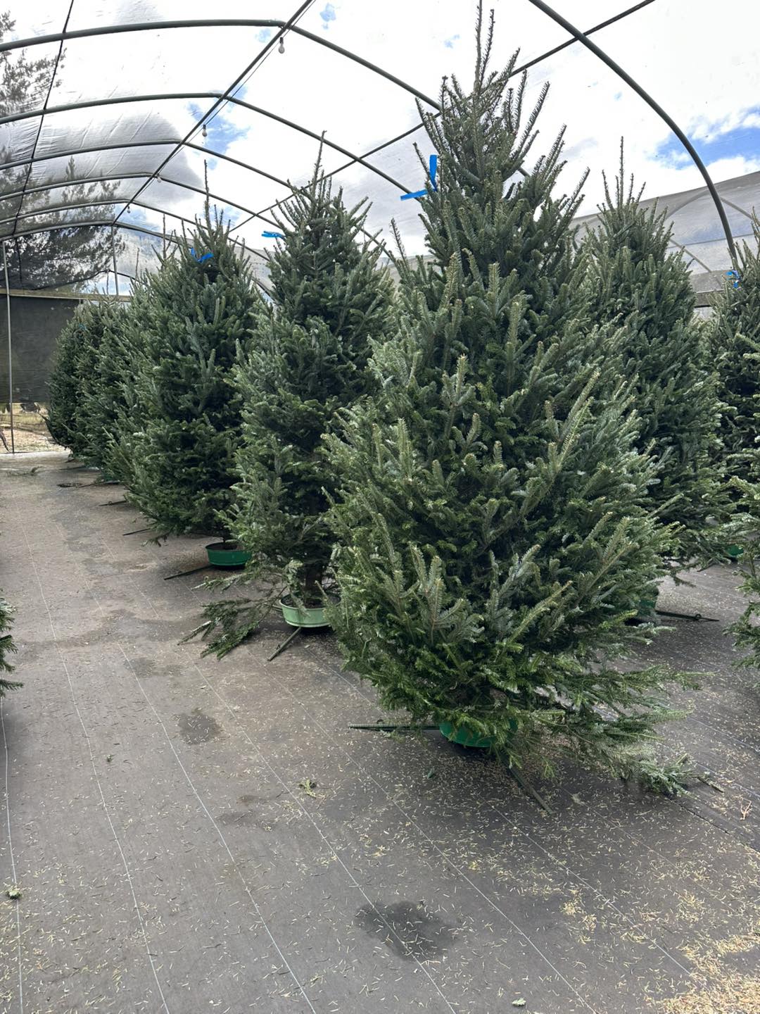 Ergle Christmas Tree Farm... - Ergle Christmas Tree Farm