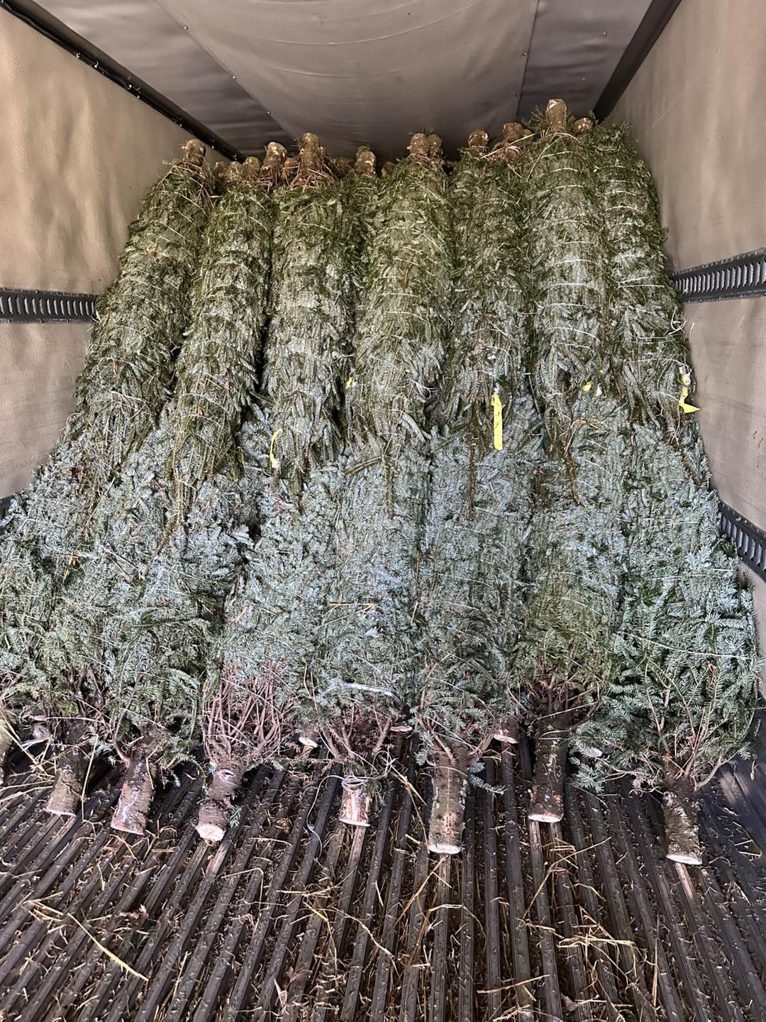 Ergle Christmas Tree Farm | Dade City FL
