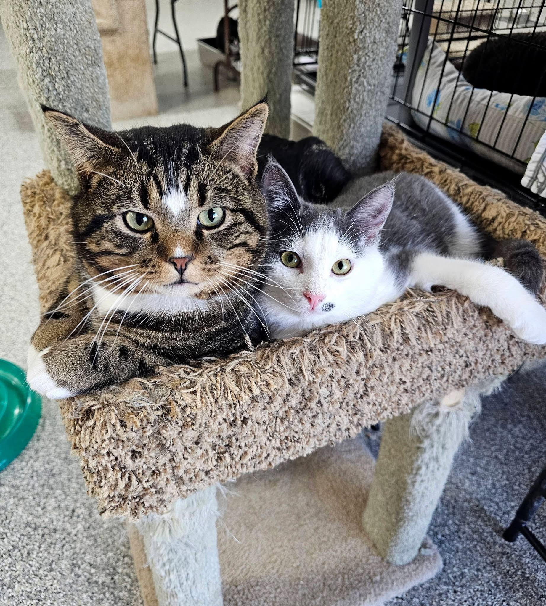 Last Chance Cat Ranch... - Last Chance Cat Ranch Lethbridge