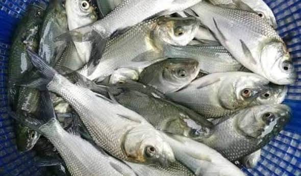 Kus fish farming