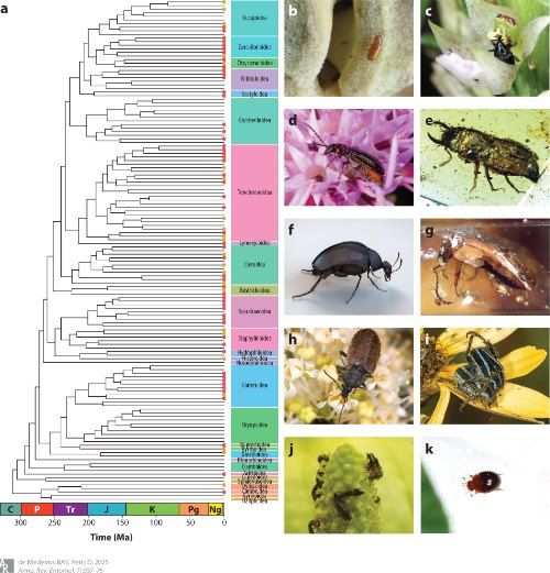 Insect Science - The Evolution of Flower Beetles as... | Facebook