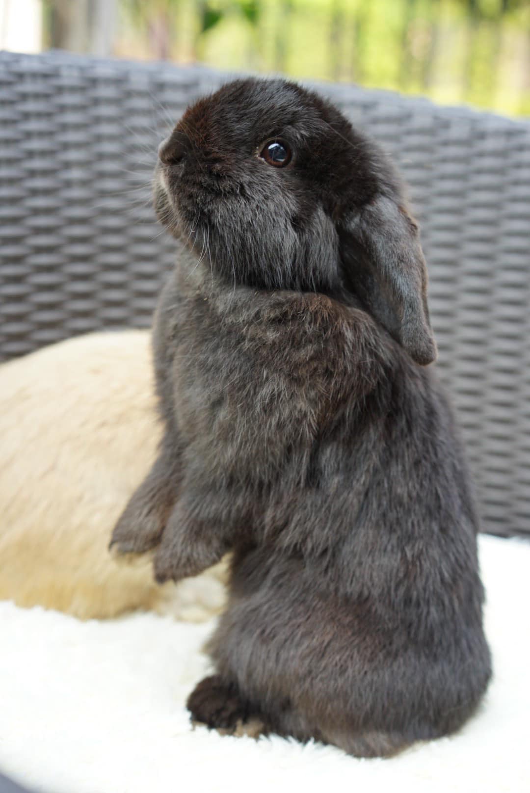 Baan Fo Rabbit - ป๊ะป๋า…หนูขอไปขุดดินในสวนเล่นได้มั้ยคะ 😜... | Facebook
