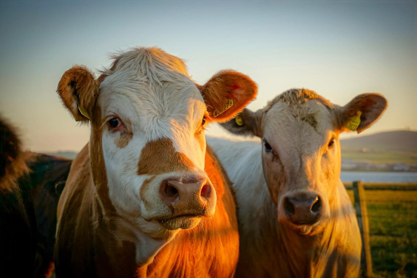 CGA Photography by Kendra Towns - I love cows • having grown up in a ...