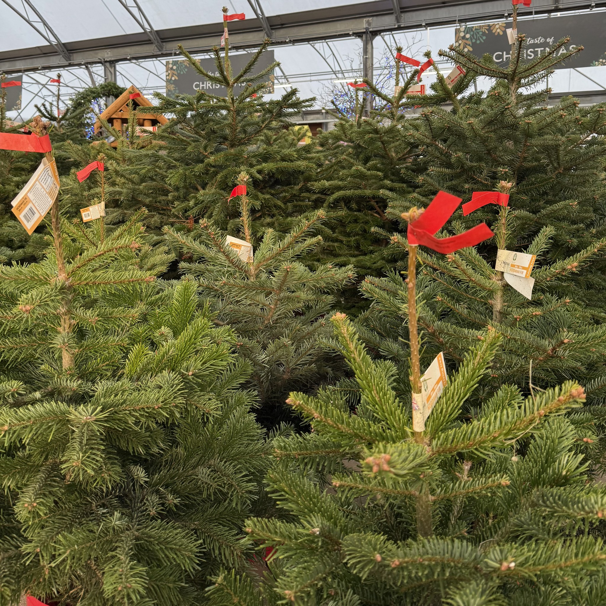 🎄 Fresh potted Christmas trees are... - Howdens Garden Centre | Facebook