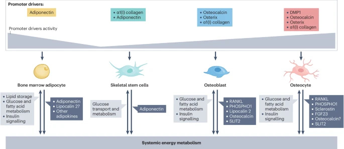 Nature Reviews - Nature Reviews Endocrinology: This Review... | Facebook