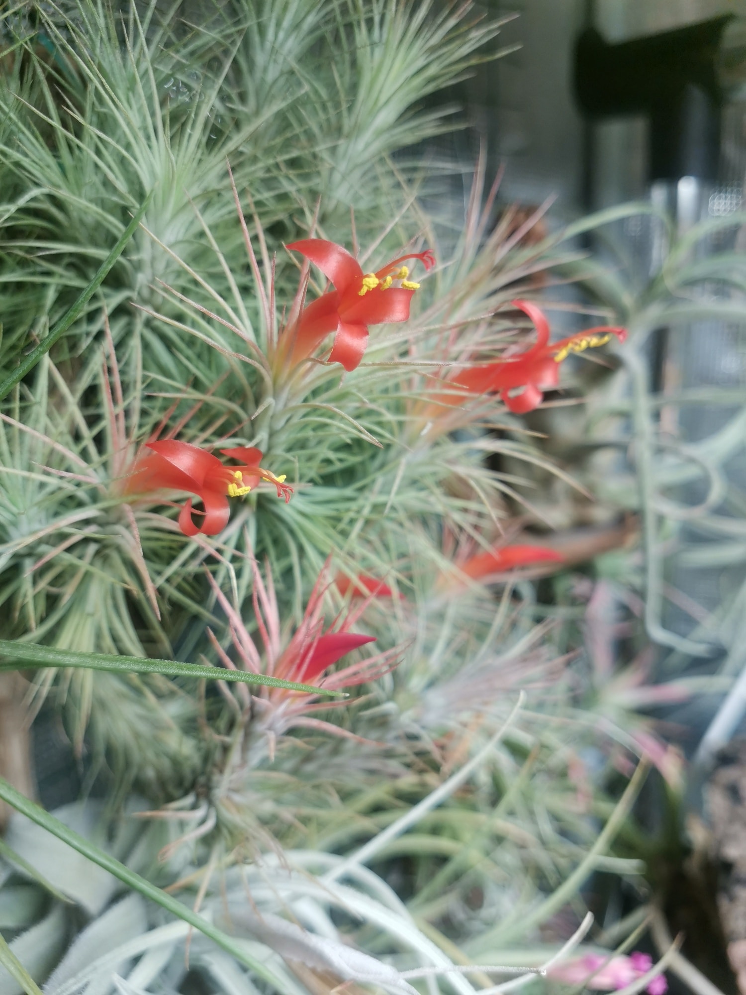 Tillandsia Domingo's Funckiana. One of my favorites.