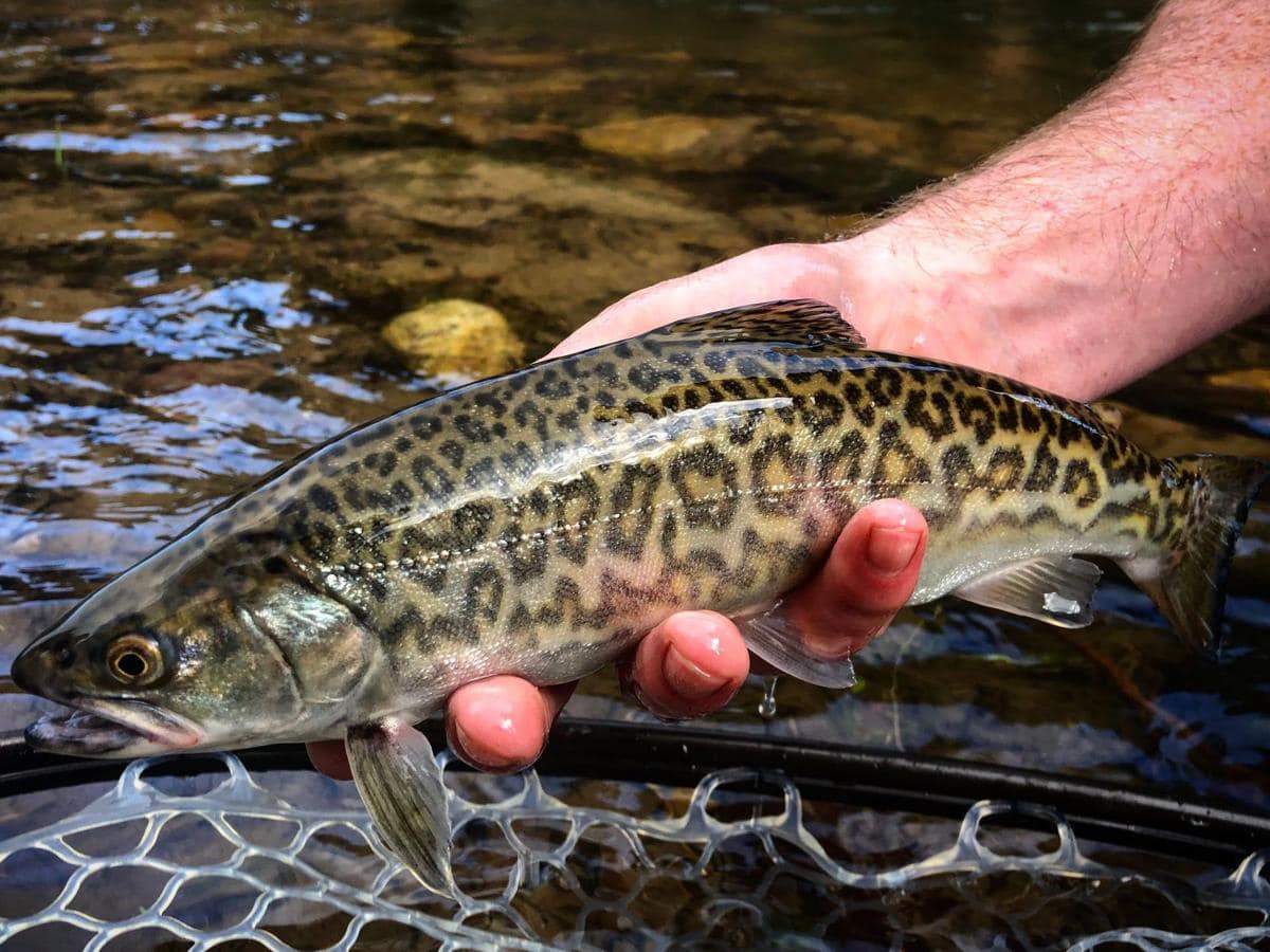 Rare tiger trout caught in Dukes Creek