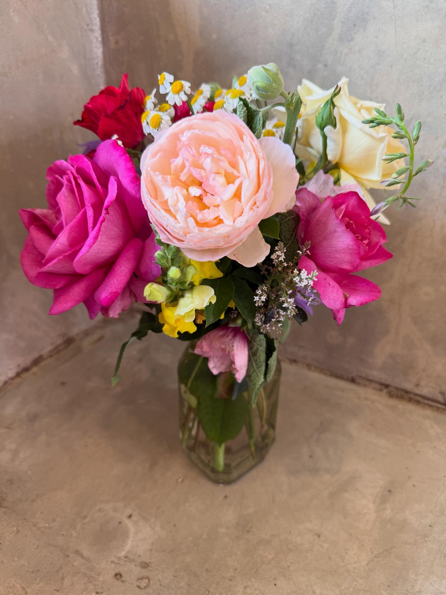 Ludwig's - DOUBLE DELIGHT One of the most brilliant roses ever produced ...