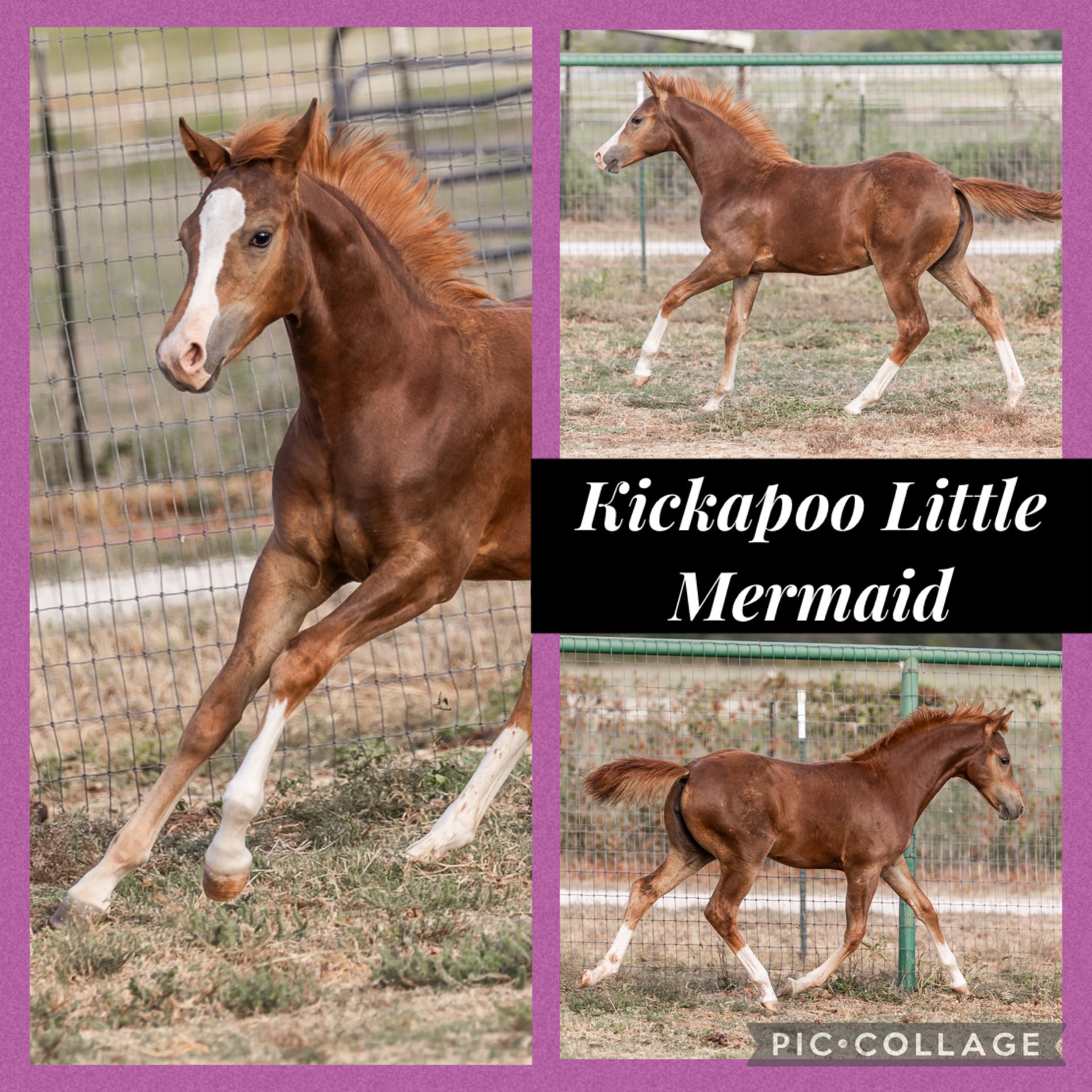 Kickapoo Ponies Texas added a new... - Kickapoo Ponies Texas