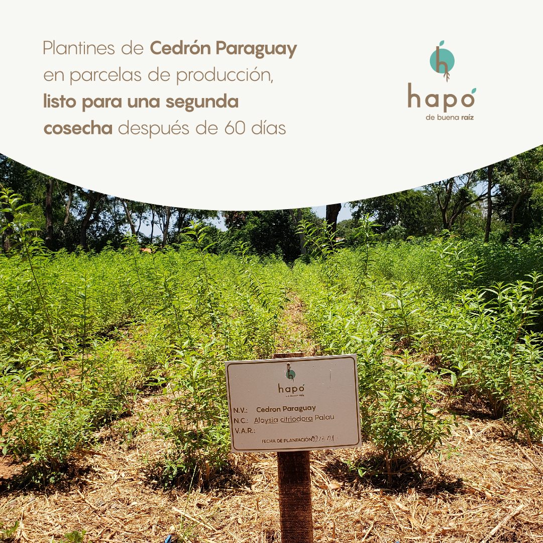 Hapó S.A. - El #CedrónParaguay es probablemente una de las...