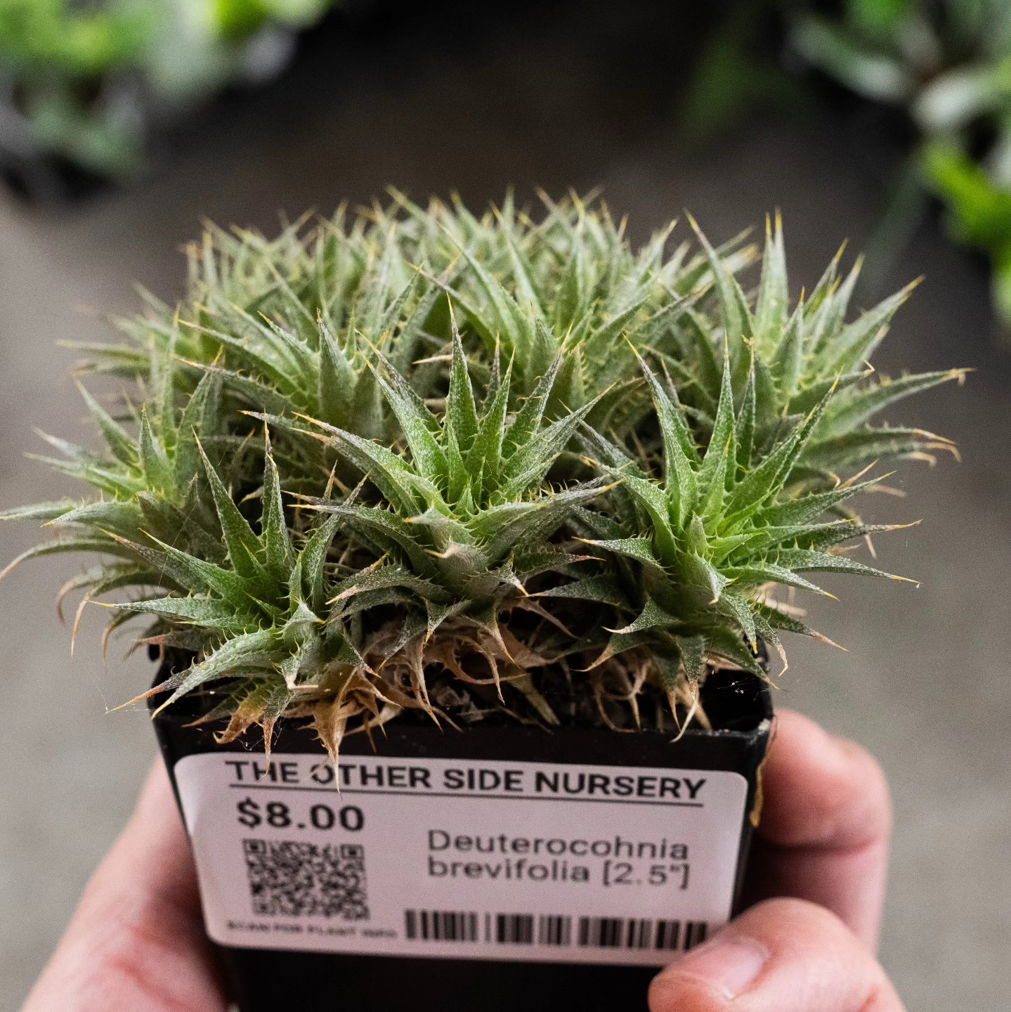 Deuterocohnia longipetala flowering from old spike
