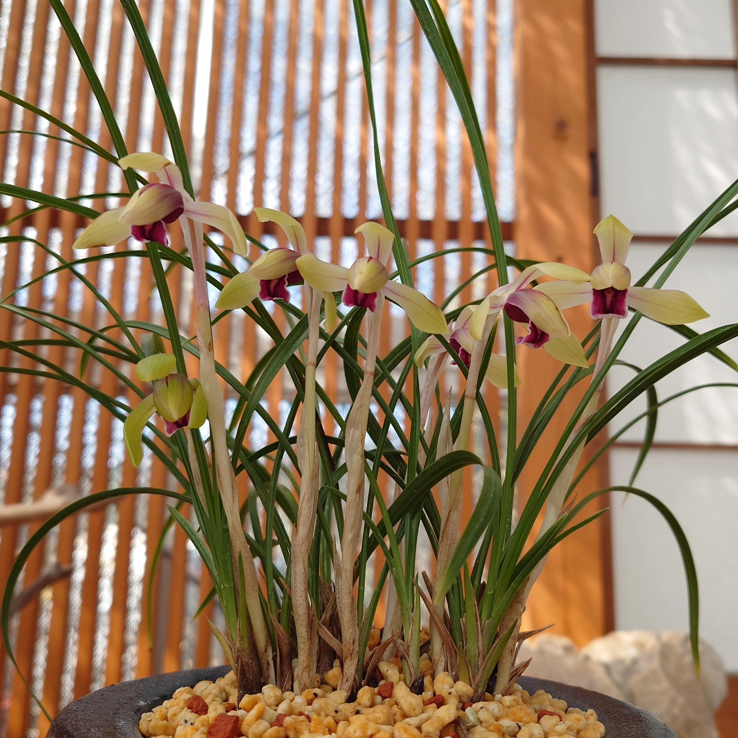 日本春蘭 石宝(せきほう) #春蘭 #東洋蘭 #古典植物 #伝統園芸 蘭万園