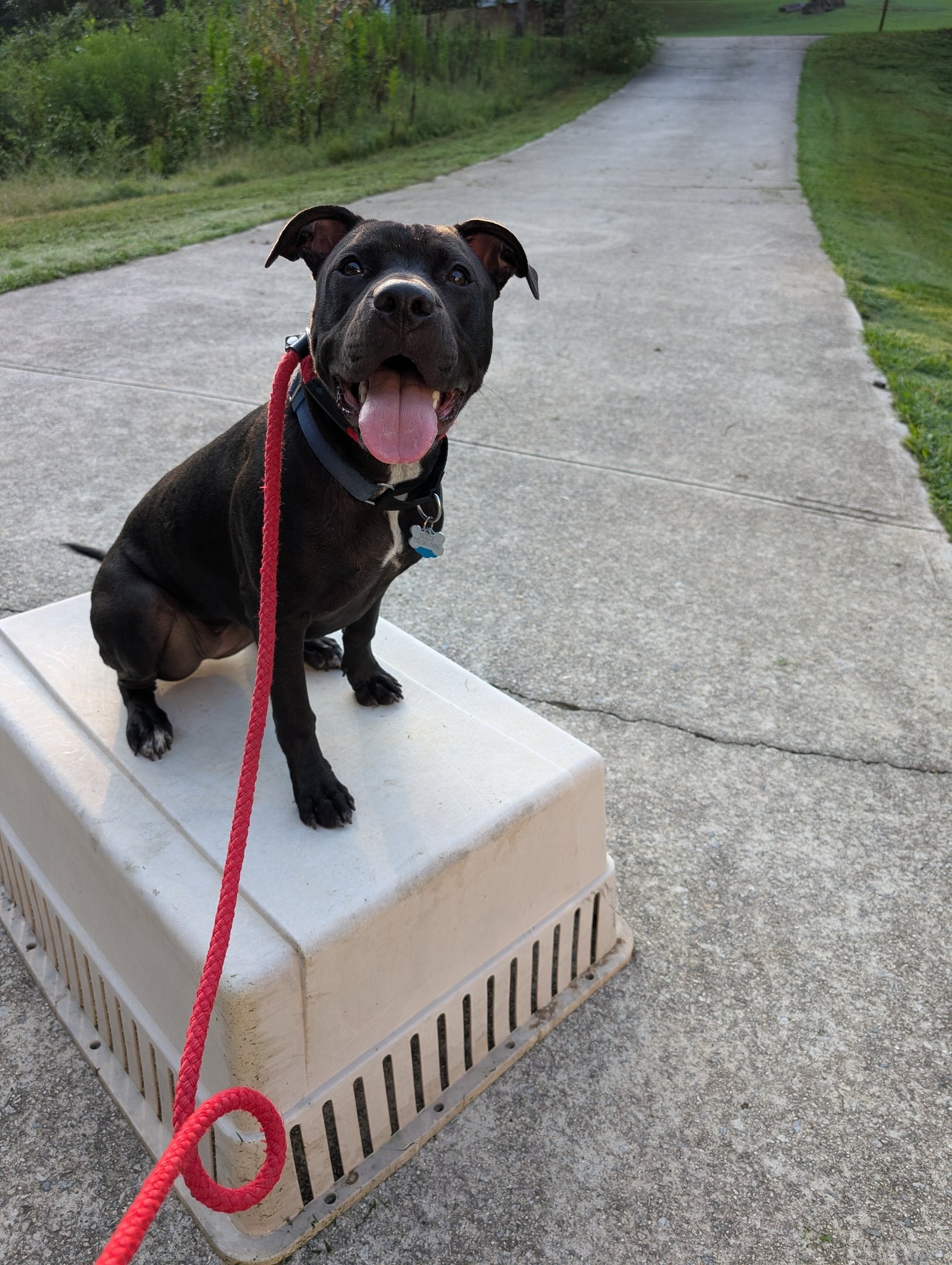 First Gen Dog Training