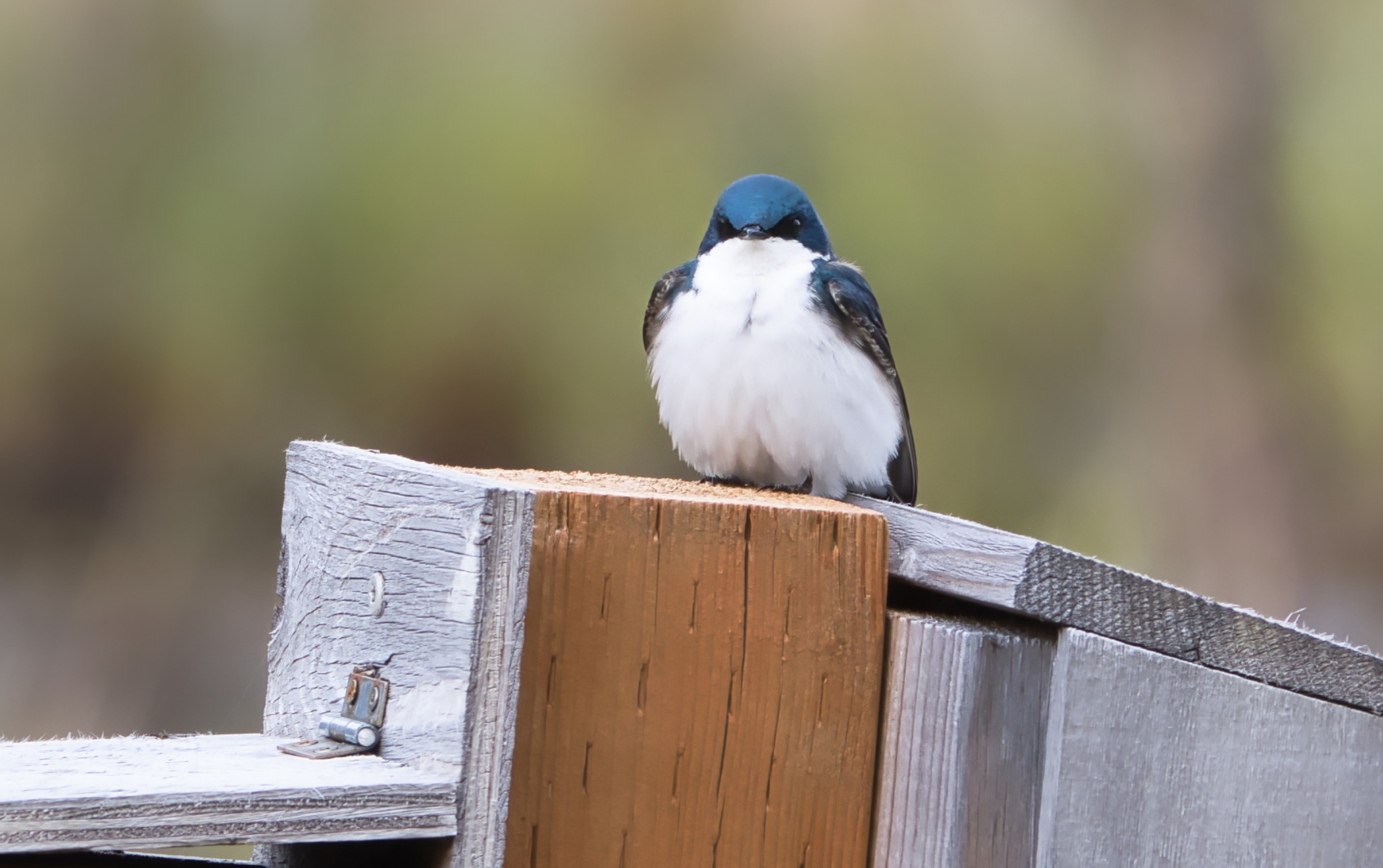 Tree Swallows in Alaska ΑйкыЛλАσ
