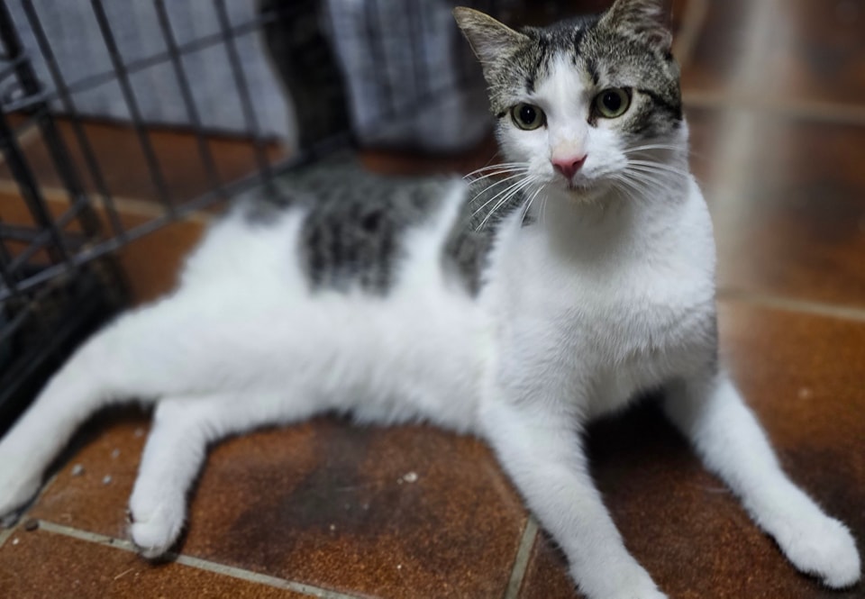 South East Queensland Animal Rescue - page 2 | Brisbane City QLD