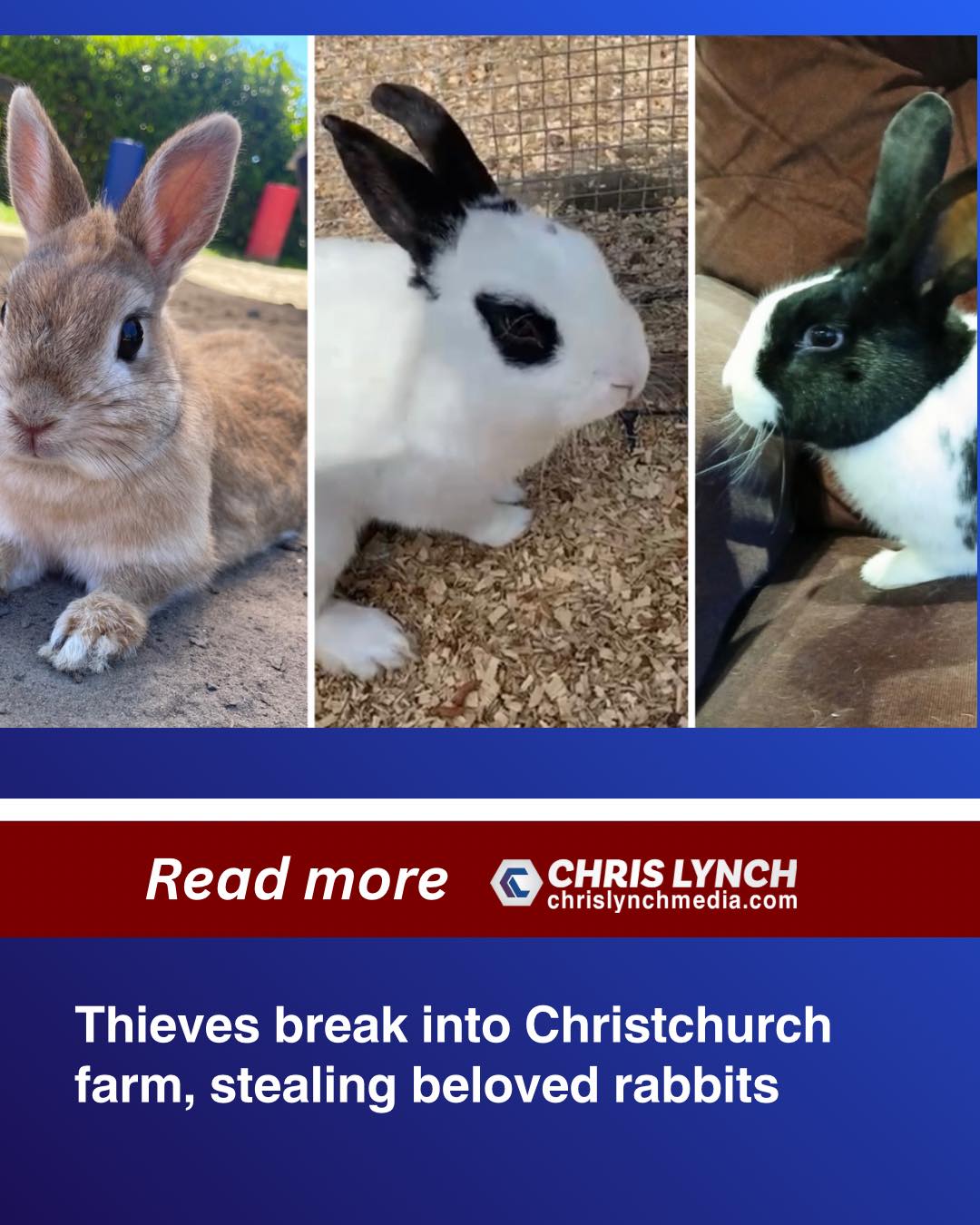 Chris - Thieves break into Christchurch farm, stealing beloved rabbits ...