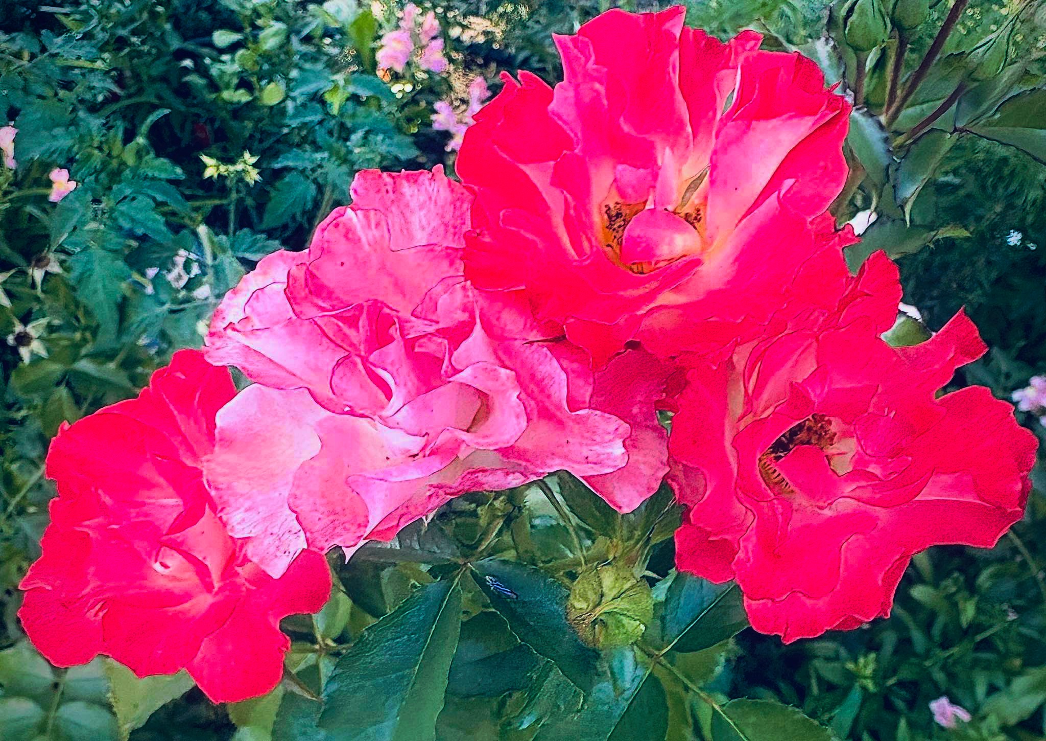 Rancho Mirage News | A group of Red & Pink Roses gather to greet you ...