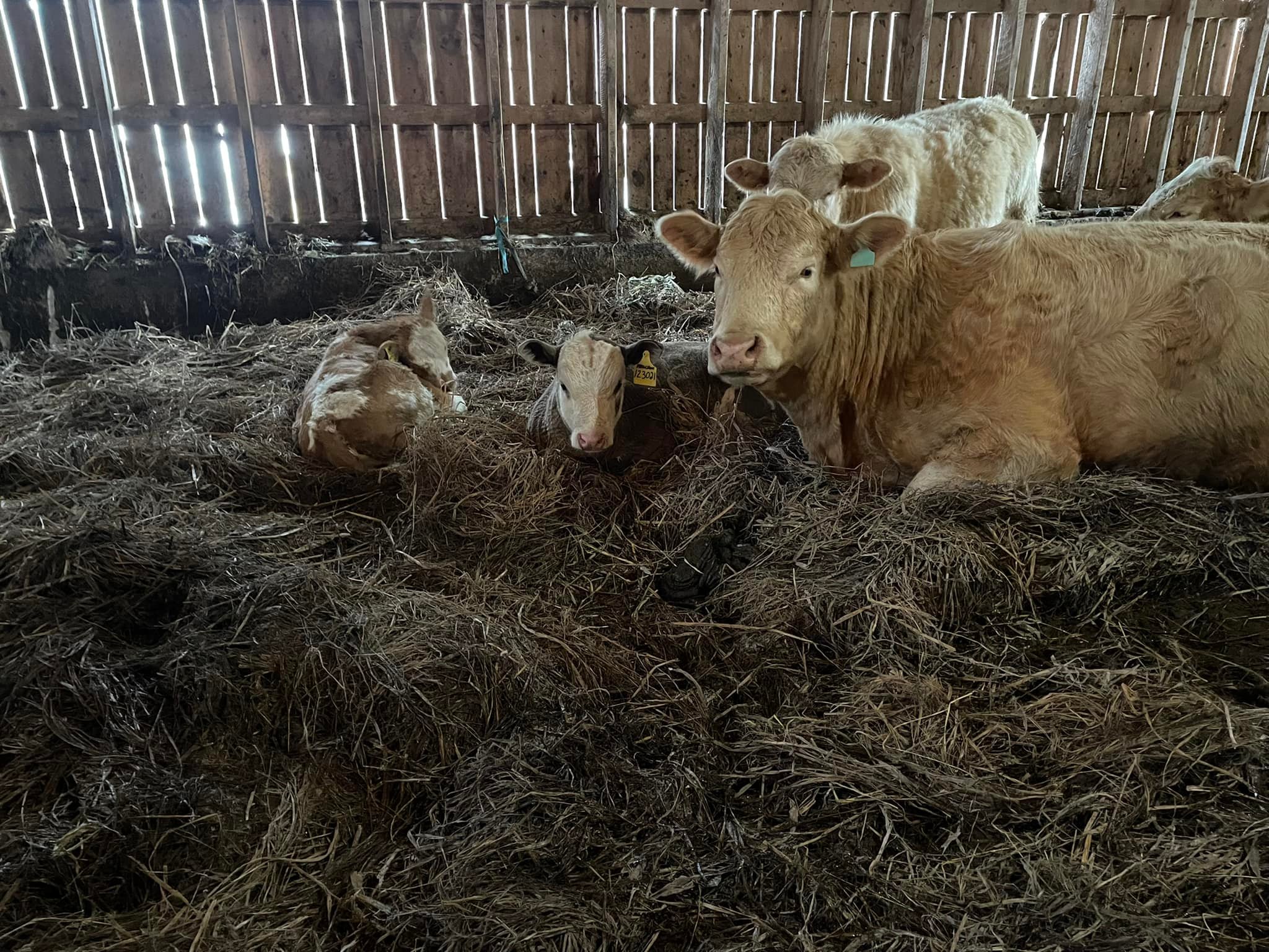 Limestone Ridge Farms