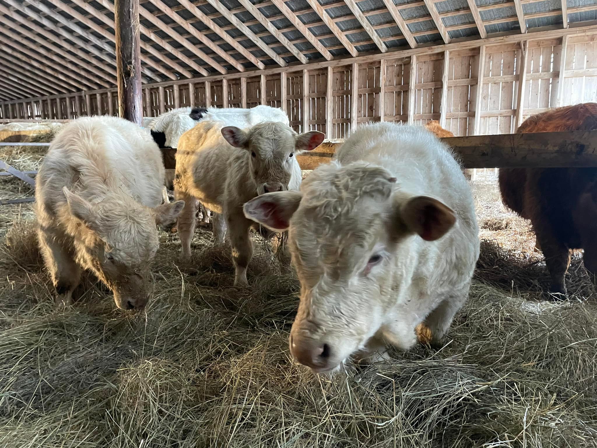 Limestone Ridge Farms