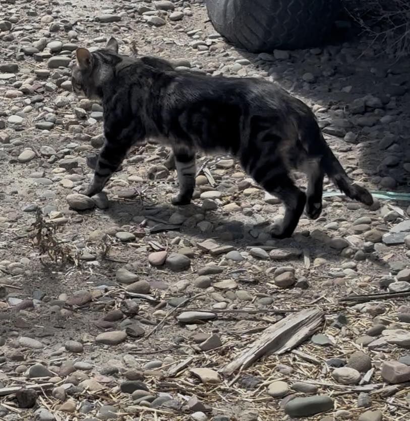 Last Chance Cat Ranch... - Last Chance Cat Ranch Lethbridge