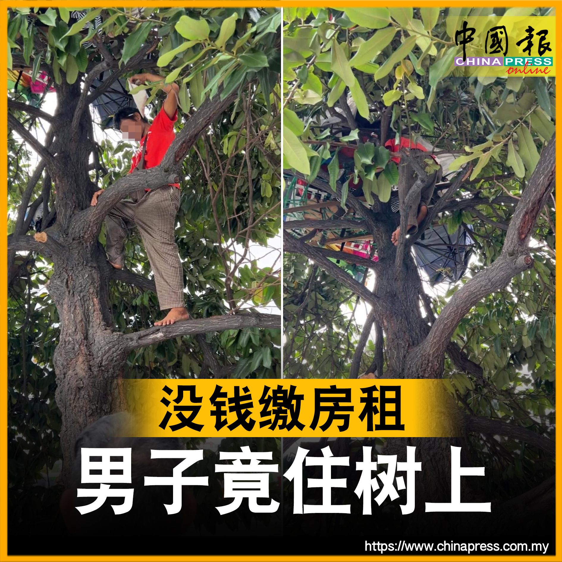 马来西亚人住树上是真的 #中国报 - China Press (中國報) | Facebook