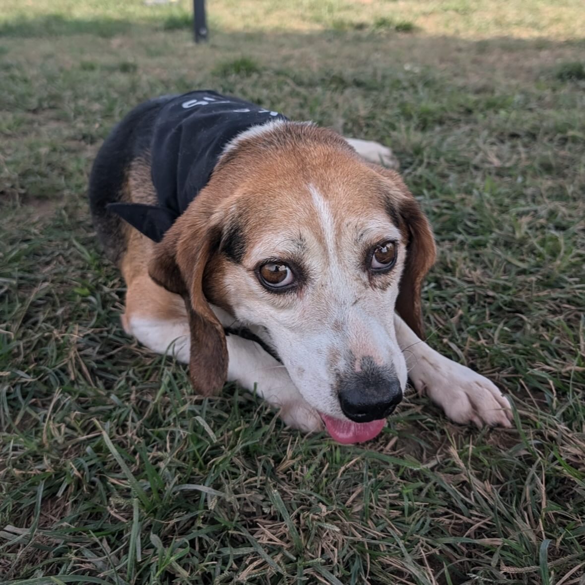 Beagle - The weather is cooling down at Freedom Fields, so Ryan and Tim ...