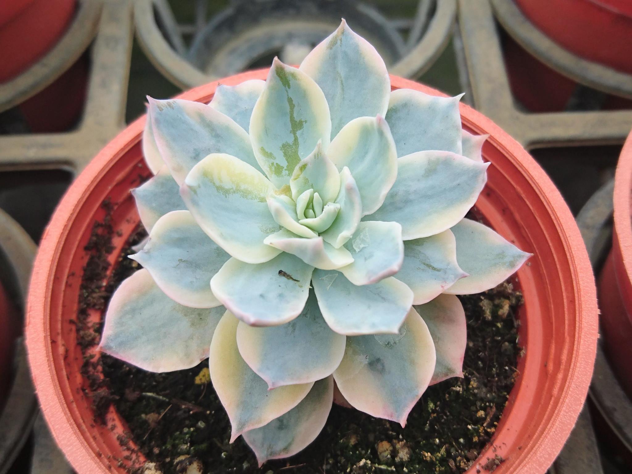 詰雅花卉農園- 養老錦~ 學名: Echeveria peacockii cv. subsessilis