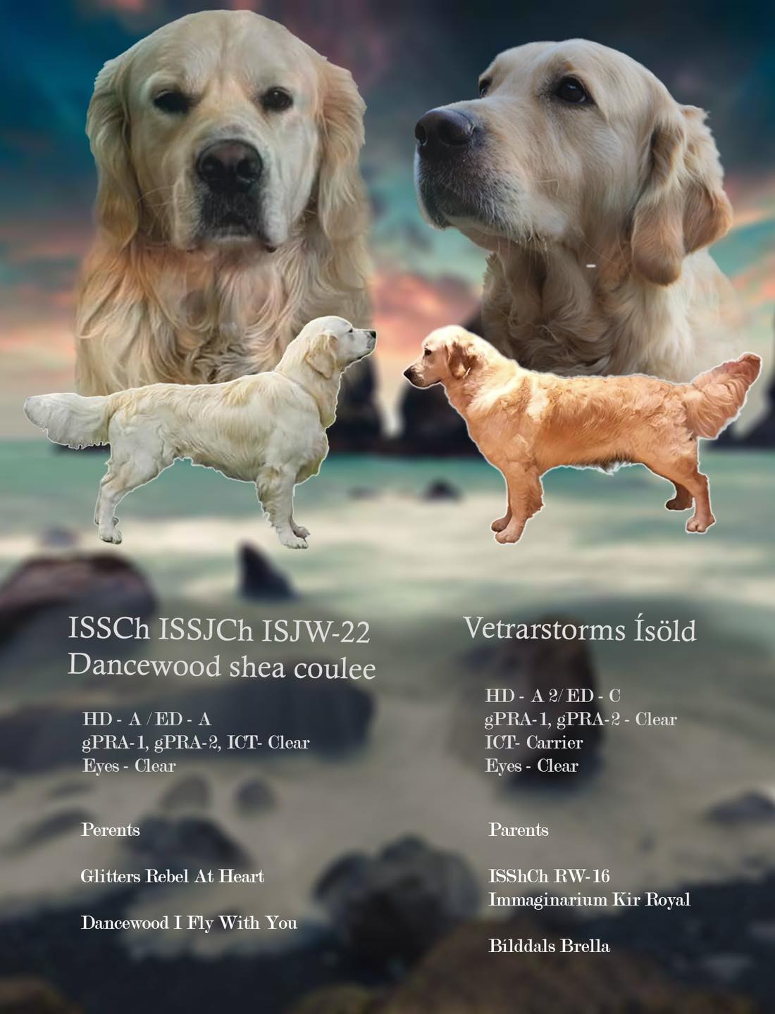 Vetrarstorms - Hvolpar undan þessum flottu foreldrum eru nú í ...