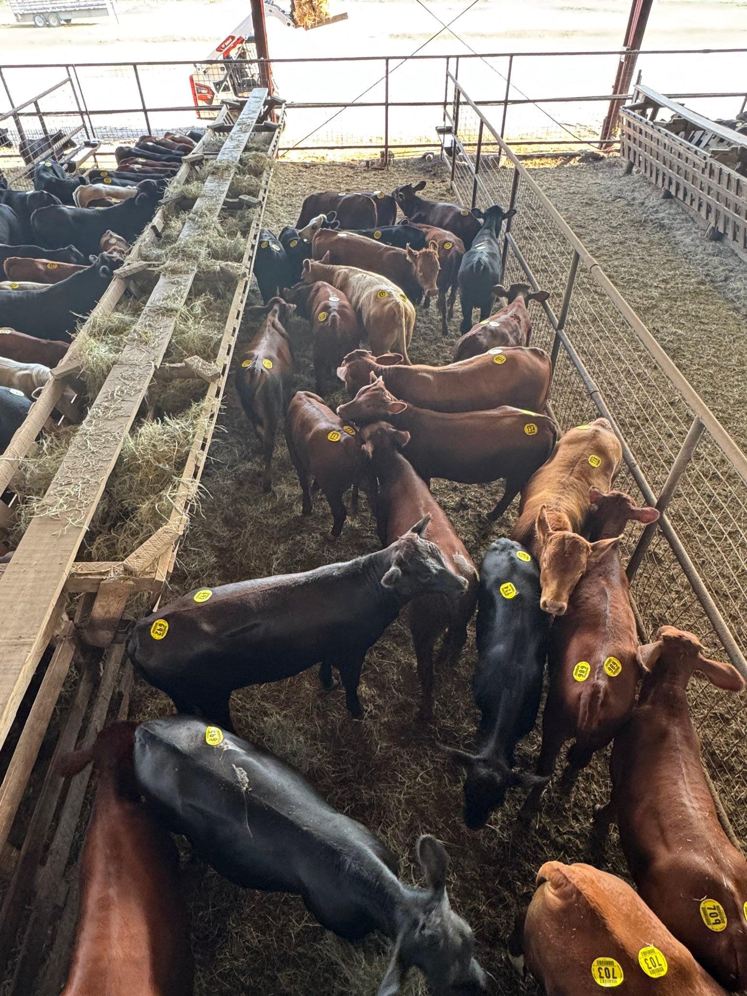 Gulf Coast Livestock... - Gulf Coast Livestock Auction LLC