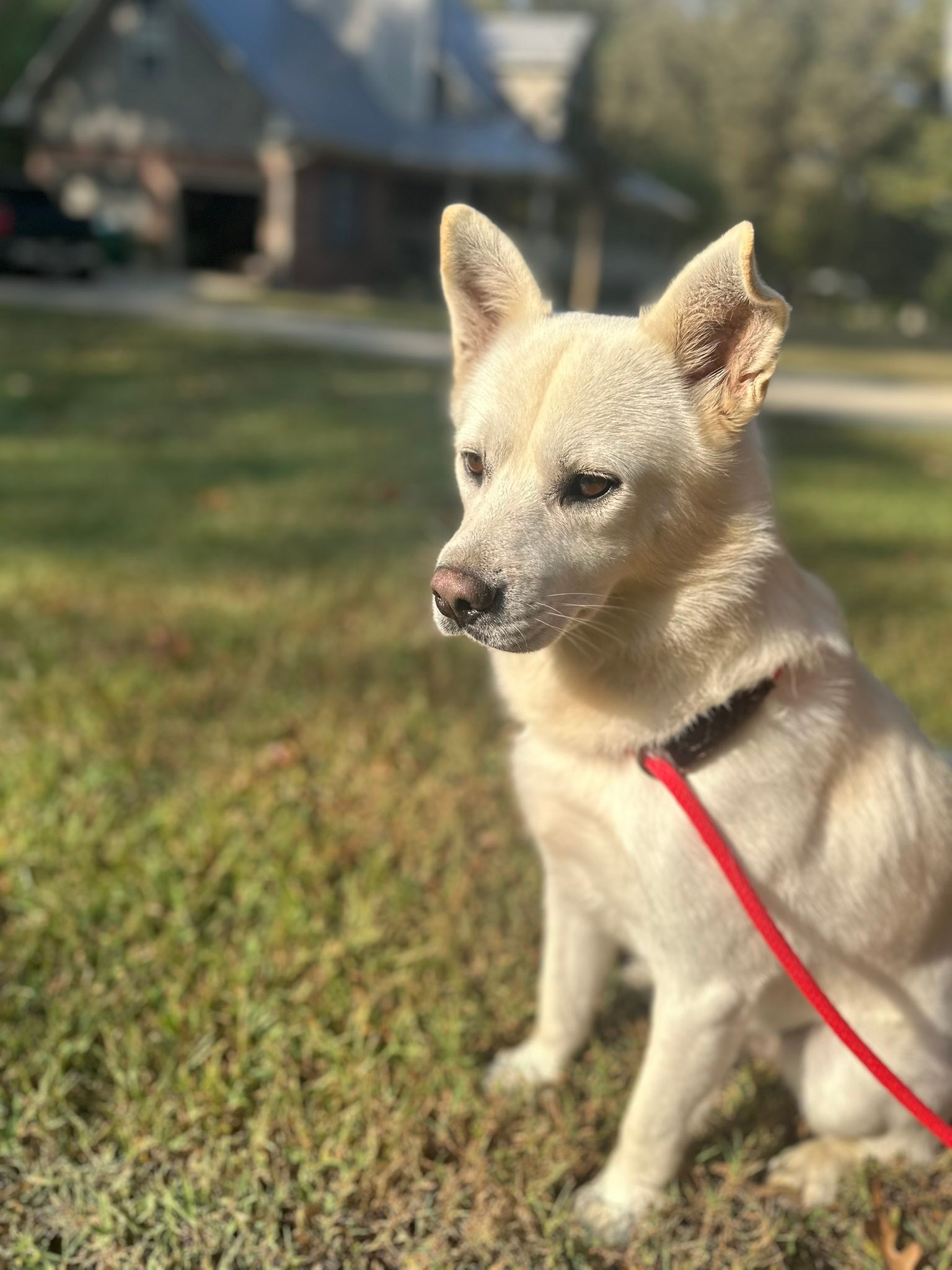 Meet Duncan🤎 Duncan is a 2... - Crossing Paths Animal Rescue | Facebook