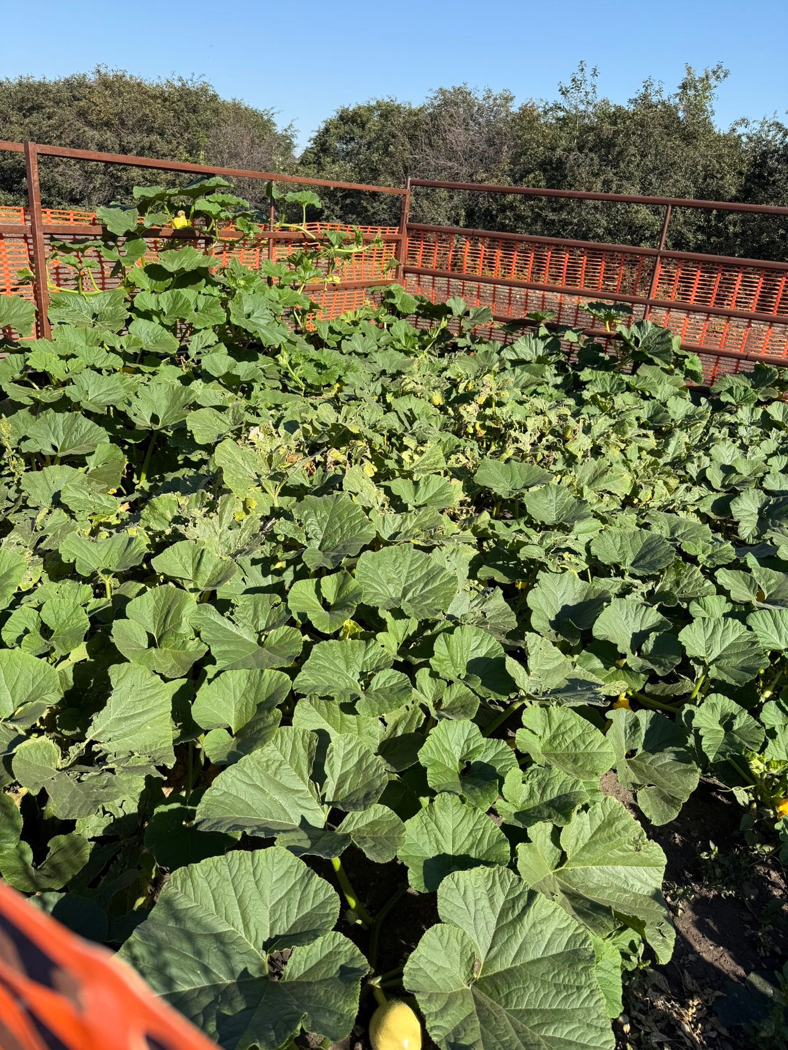 Purple Ridge Farm | Airdrie AB