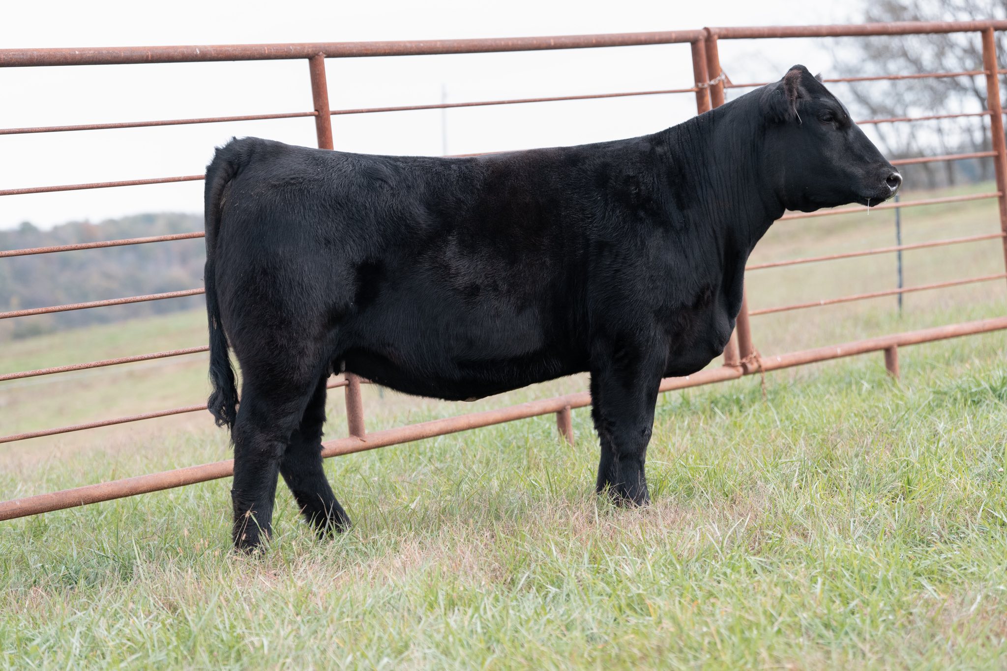 Caldwell Cattle Company | Butler KY