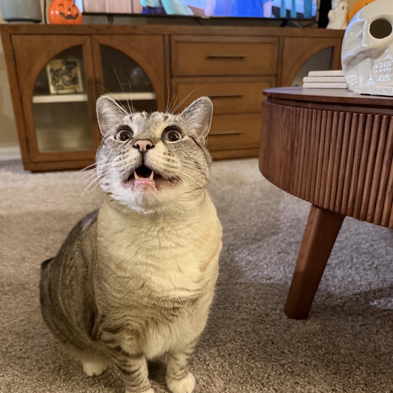 Meteorologist - Someone is excited for the fall-feel this week. 😸 ...