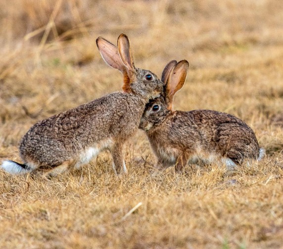 Those Rascally Rabbits!🐇🐇 If... - WA Landcare Network Inc | Facebook