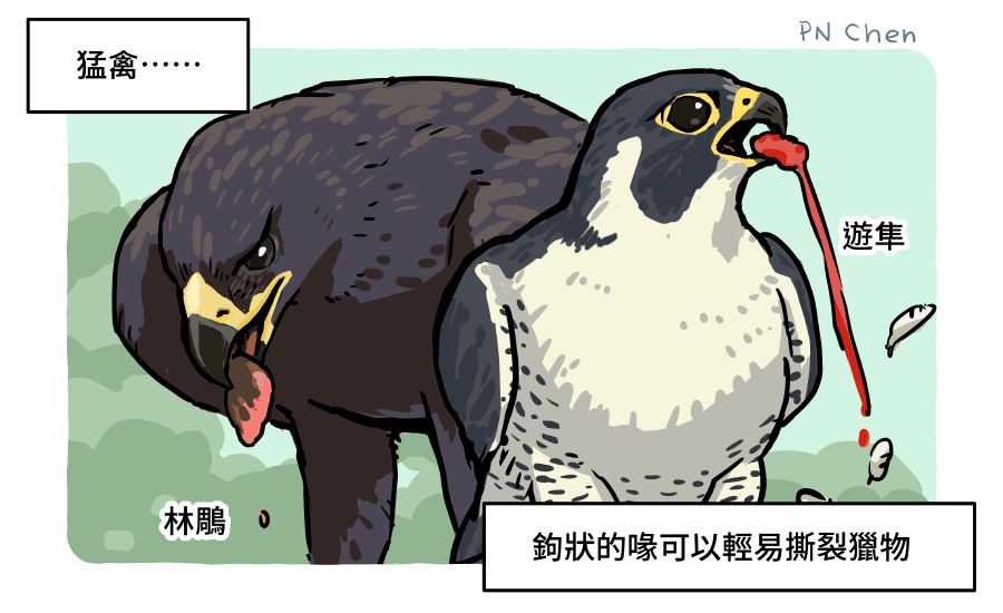 台灣猛禽研究會Raptor - 台灣猛禽研究會Raptor Research Group of