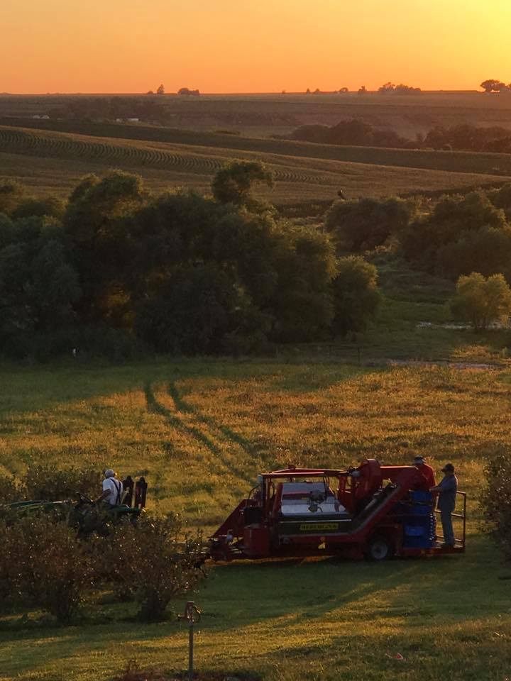 Houser's Harvest Aronia Berry Farm - Home | Facebook