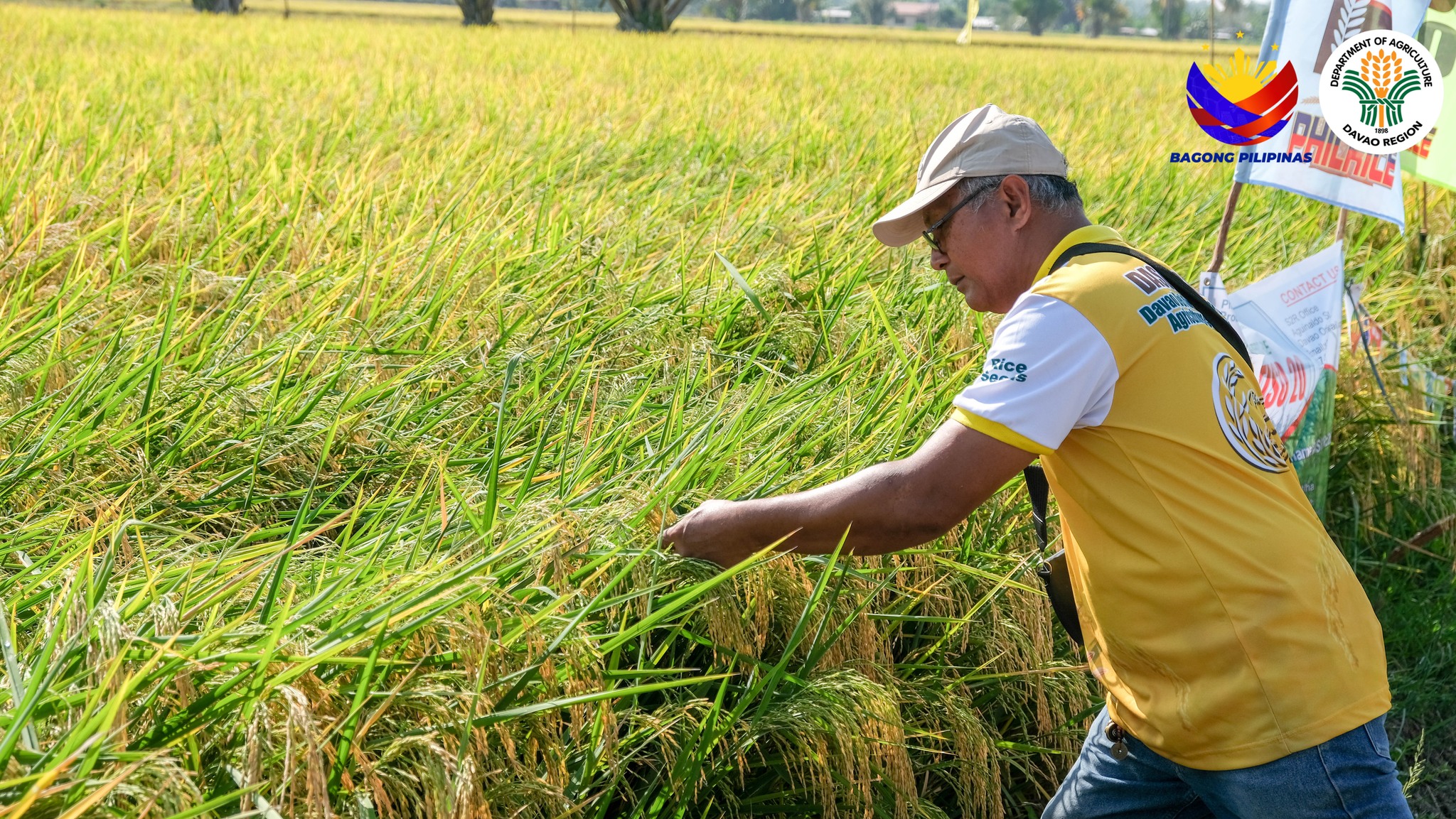 Agri Info Davao - 𝟏𝐒𝐓 𝐏𝐑𝐎𝐕𝐈𝐍𝐂𝐈𝐀𝐋 𝐑𝐈𝐂𝐄 𝐓𝐄𝐂𝐇𝐍𝐎 𝐅𝐎𝐑𝐔𝐌 𝐈𝐍... | Facebook