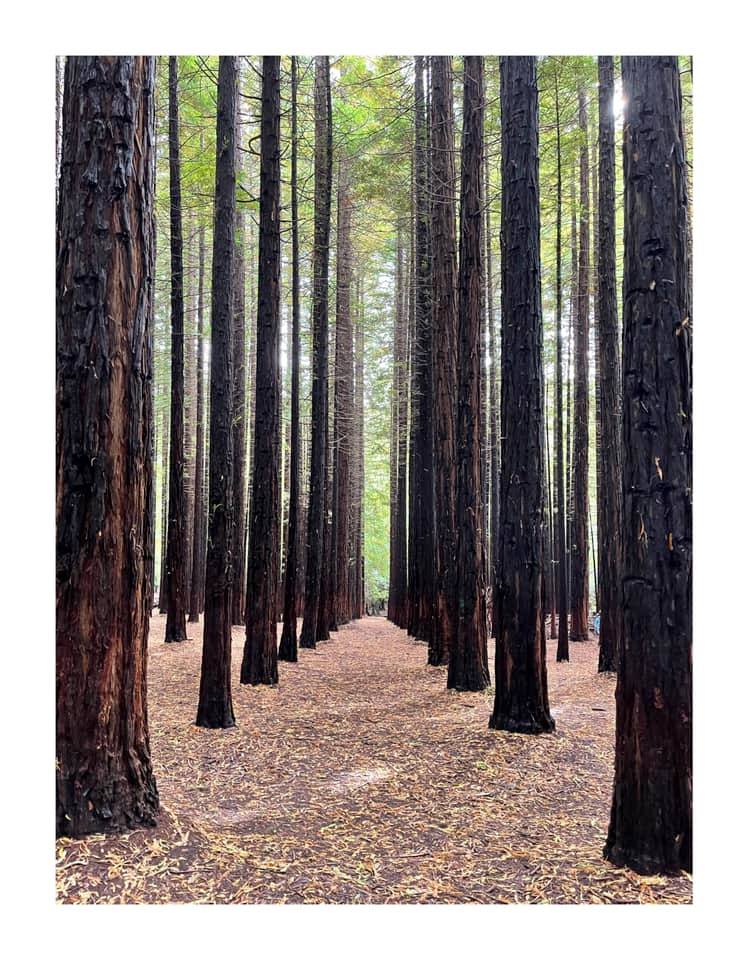 Annabel Harvey Photographs