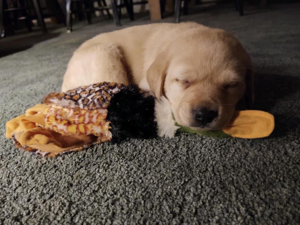 Raven's Full breed Lab... - Raven's Full breed Lab Puppies