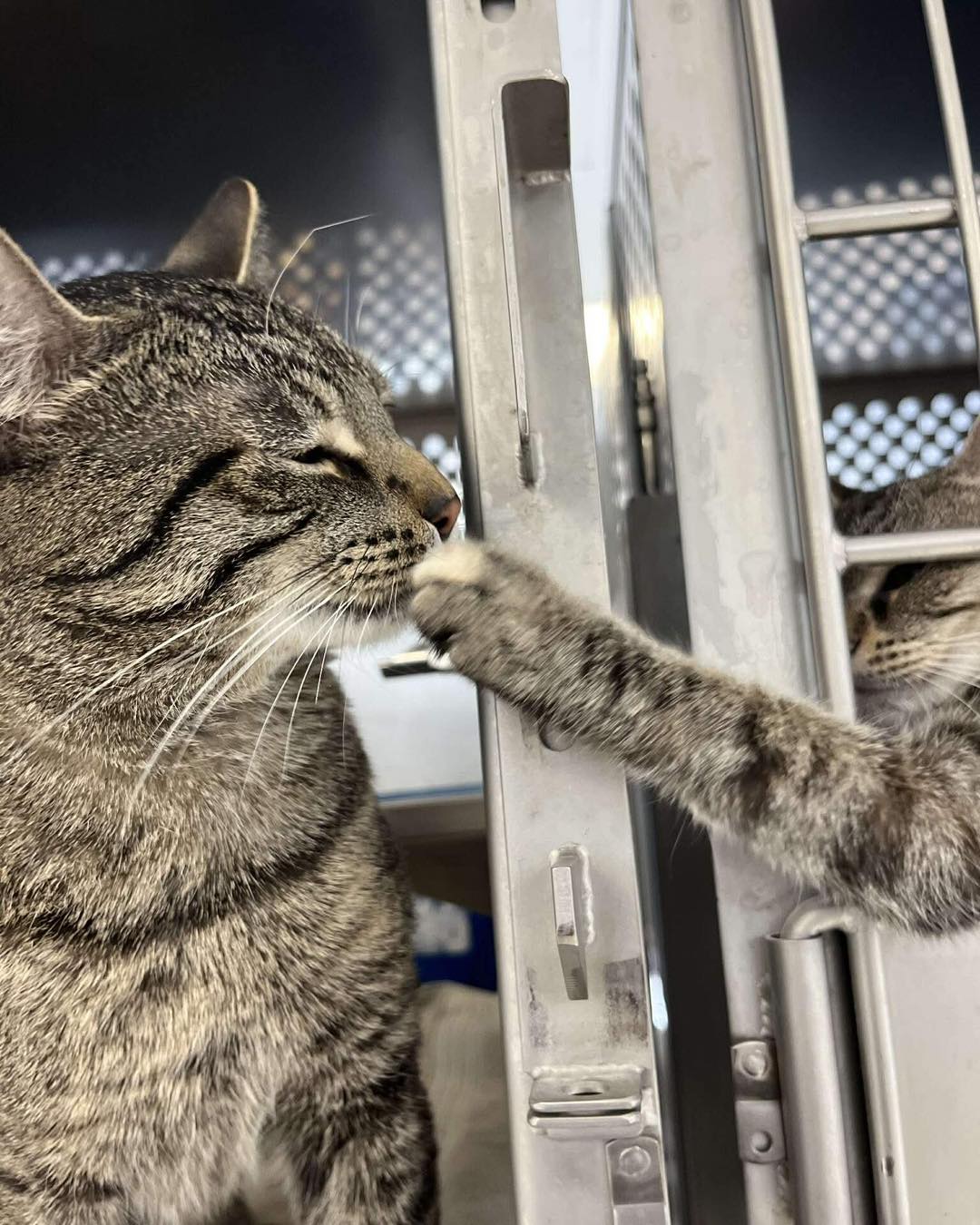 The cats missed having visitors... - Kalamazoo Animal Rescue | Facebook