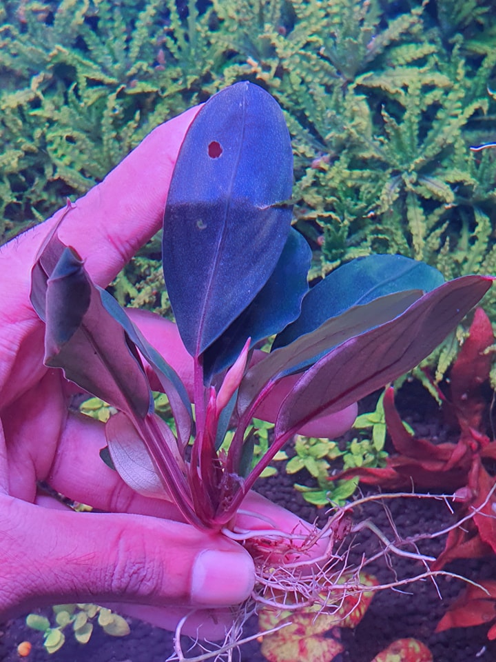 Available Bucephalandra purple queen